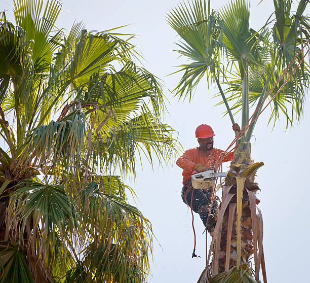 Professional Tree Removal in New Sarpy, LA